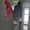 Red Factor African Grey Parrots- Red Factor African Grey Parrots-