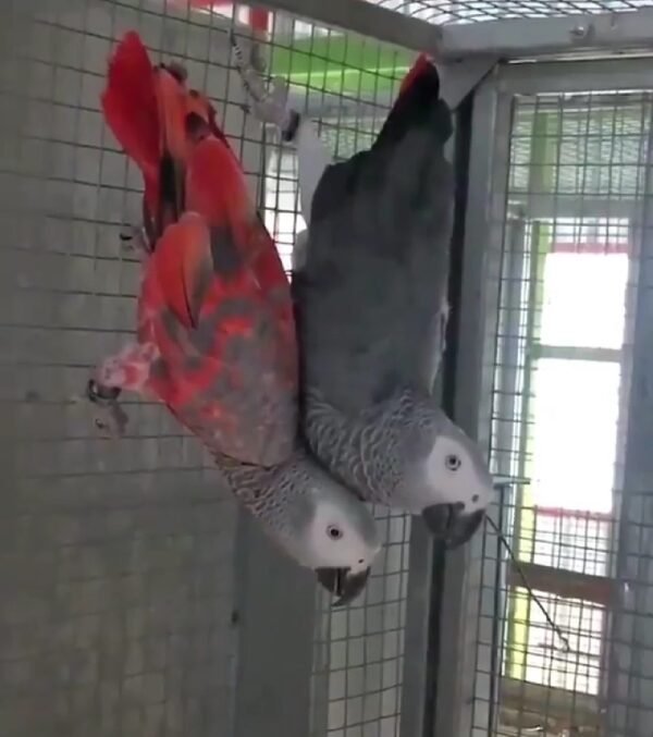 Red Factor African Grey Parrots- Red Factor African Grey Parrots-