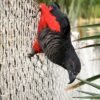 Buy Dracula Parrots Online Buy Dracula Parrots Online