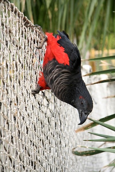 Buy Dracula Parrots Online Buy Dracula Parrots Online