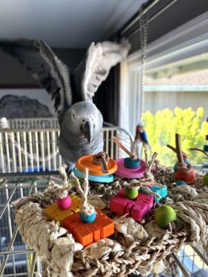 african grey parrots for sale uk