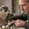 Male falcon bird for sale