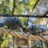 Pair African Grey Parrots