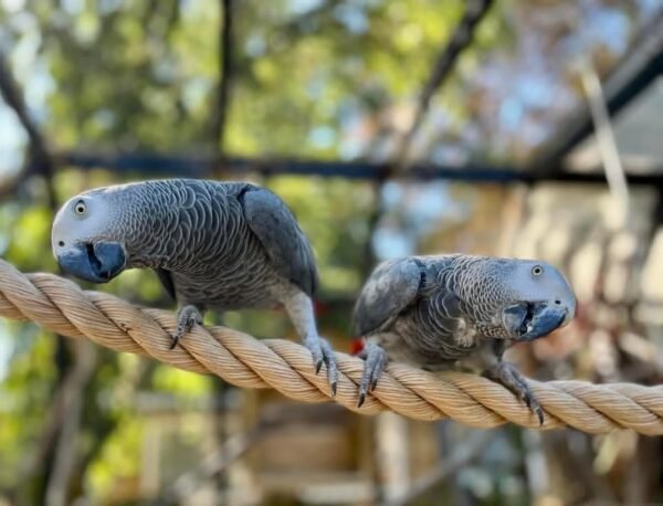 Pair African Grey Parrots