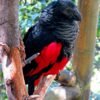 vdbfdhjikiiy Buy Dracula Parrots Online