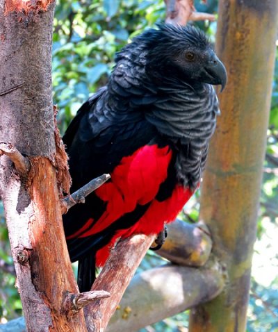vdbfdhjikiiy Buy Dracula Parrots Online