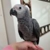 vera tamed-african-grey-breeder-