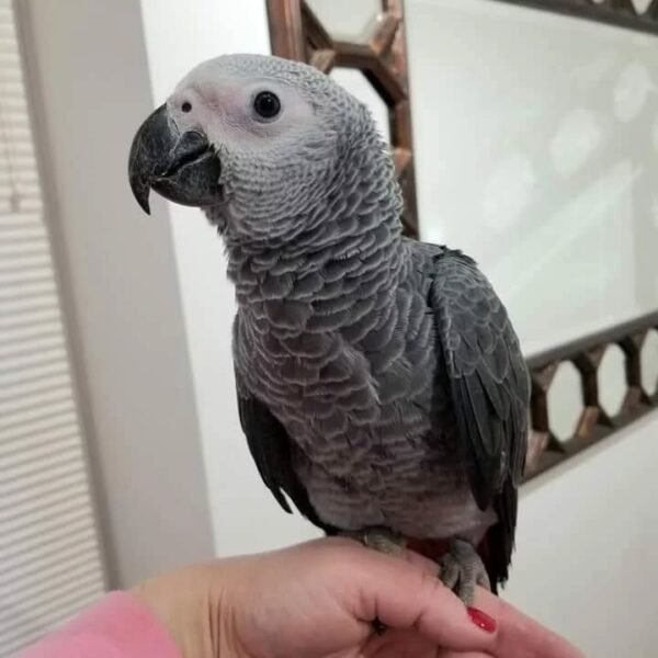 vera tamed-african-grey-breeder-