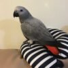 African grey.