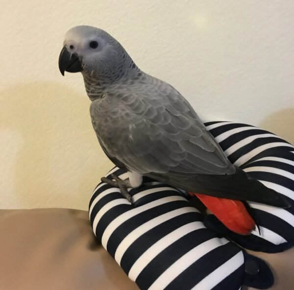African grey.