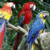 Blue-and-Gold Macaw Parrots for Sale
