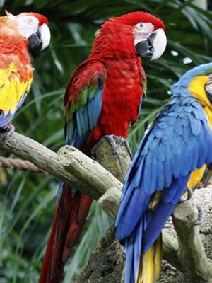 Blue-and-Gold Macaw Parrots for Sale