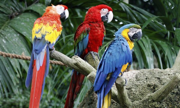 Blue-and-Gold Macaw Parrots for Sale