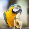 Blue-and-Gold Macaw Parrots for Sale