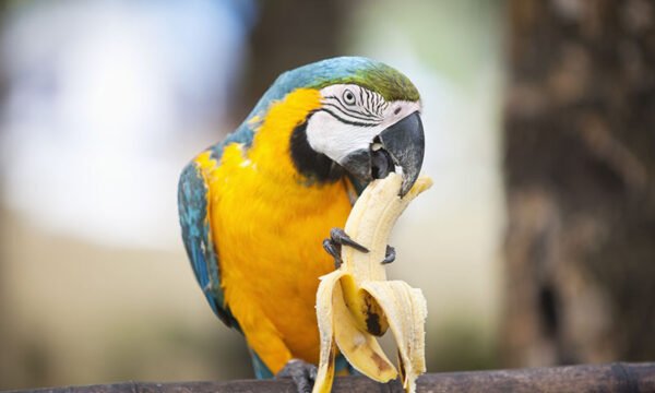 Blue-and-Gold Macaw Parrots for Sale