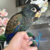 Bronze Winged Pionus Parrot for sale