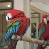 Buy Green Winged Macaw online