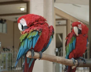 Buy Green Winged Macaw online