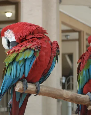 Buy Green Winged Macaw online