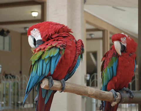 Buy Green Winged Macaw online