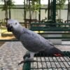 Congo African Grey Parrot-(Myro)