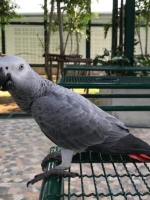 Congo African Grey Parrot-(Myro)