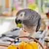 African grey.