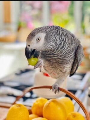 African grey.