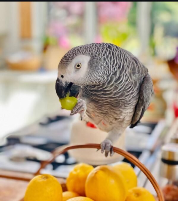 African grey.