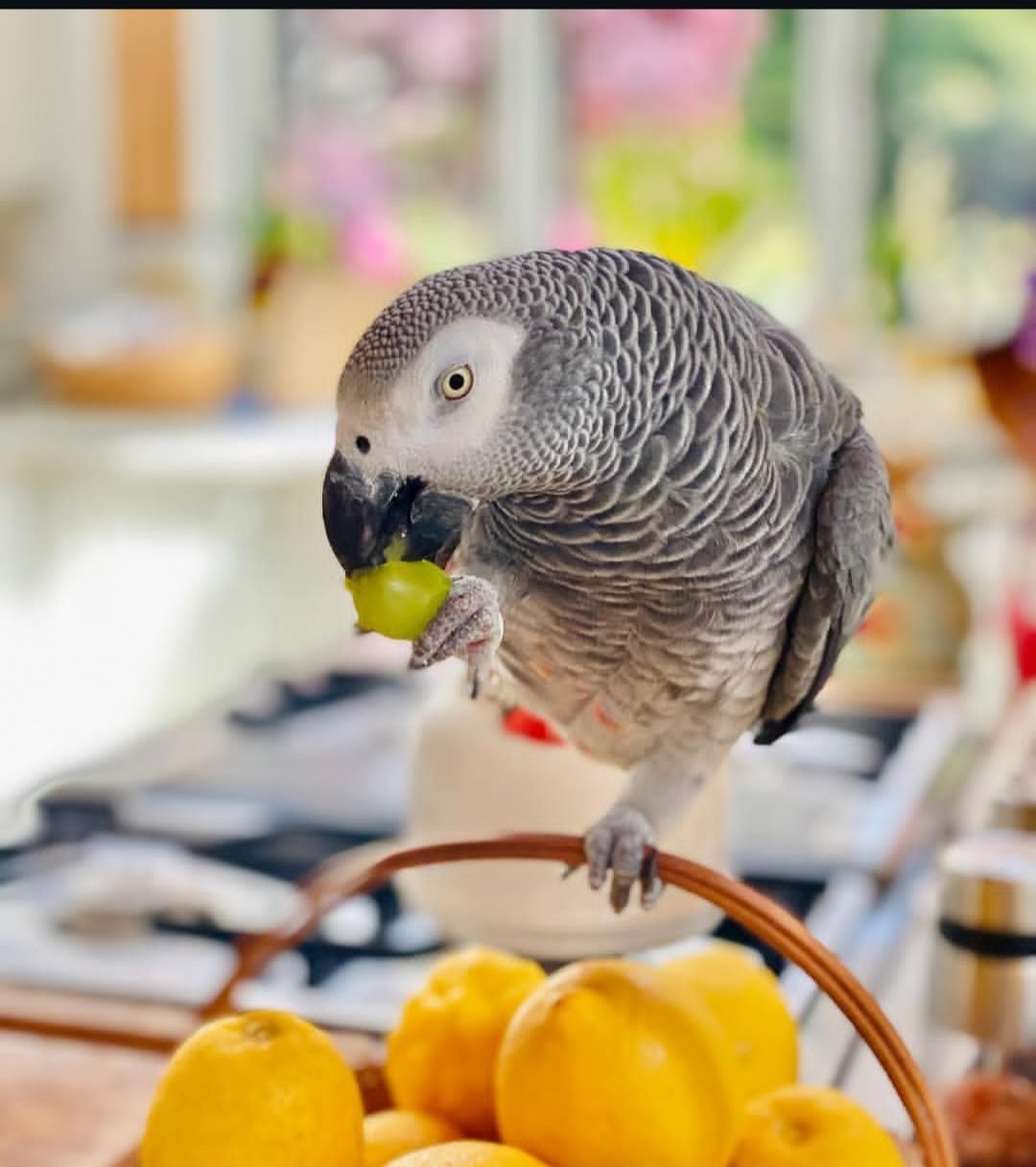 African grey.