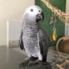 Congo African Grey Parrots For Sale -(Myro)