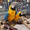 Blue and Gold Macaw Pair