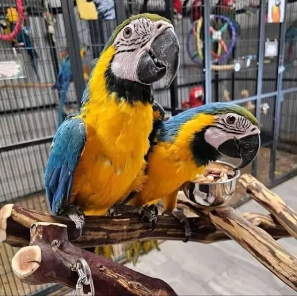 Blue and Gold Macaw Pair