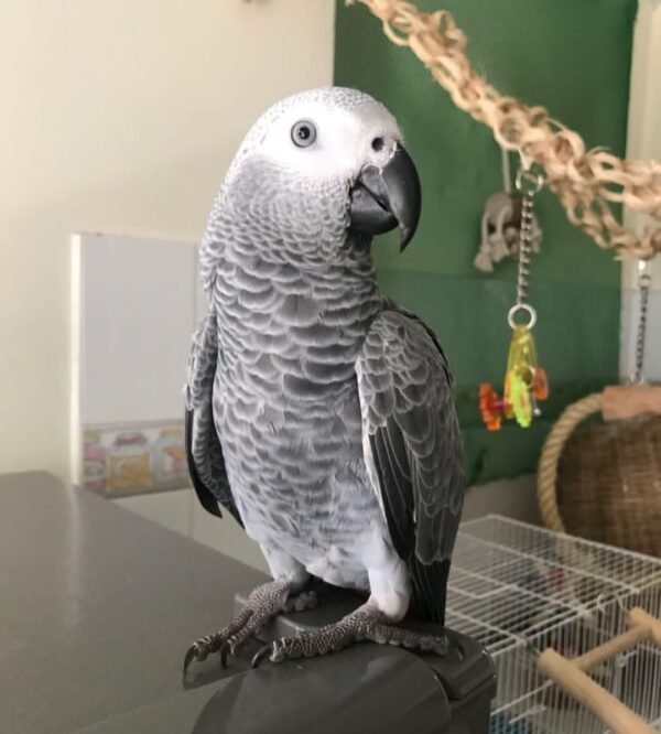 Congo African Grey Parrots For Sale -(Myro)