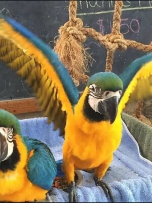 Blue and Gold Macaw Pair