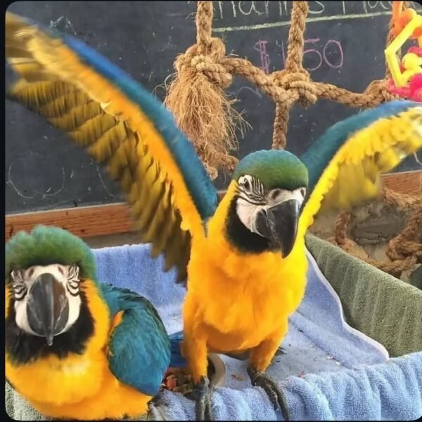 Blue and Gold Macaw Pair