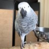 Congo African Grey Parrot-(Myro)