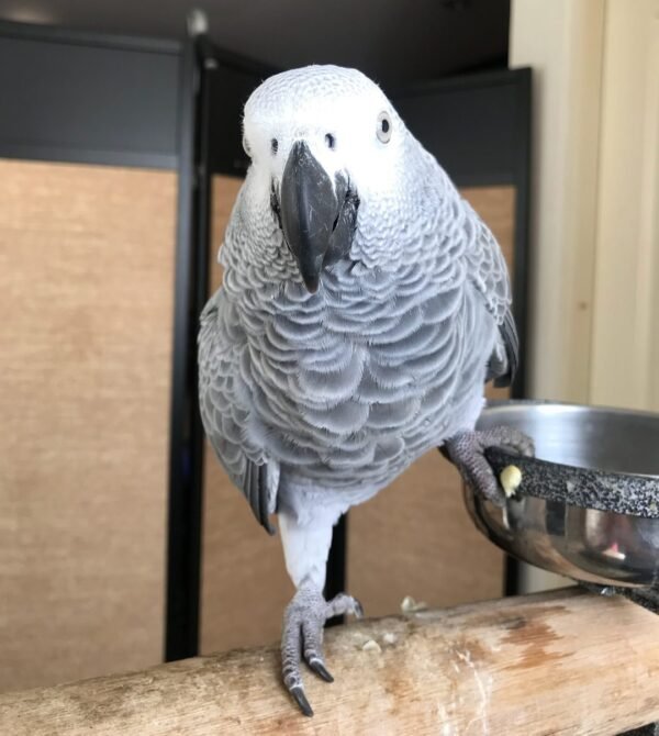 Congo African Grey Parrot-(Myro)
