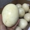 Buy Ostrich Eggs Online