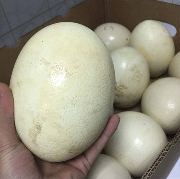 Buy Ostrich Eggs Online