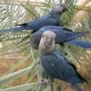 helen Spix Macaw parrots