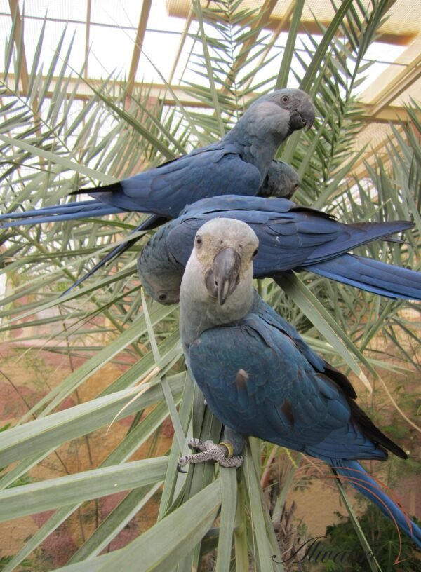 helen Spix Macaw parrots