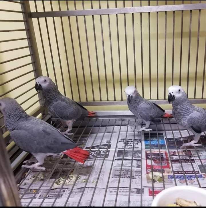 African Grey Parrots for Sale