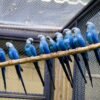 helen Spix Macaw parrots