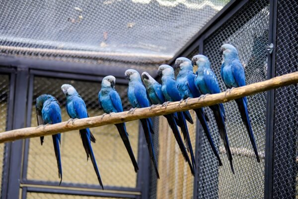 helen Spix Macaw parrots