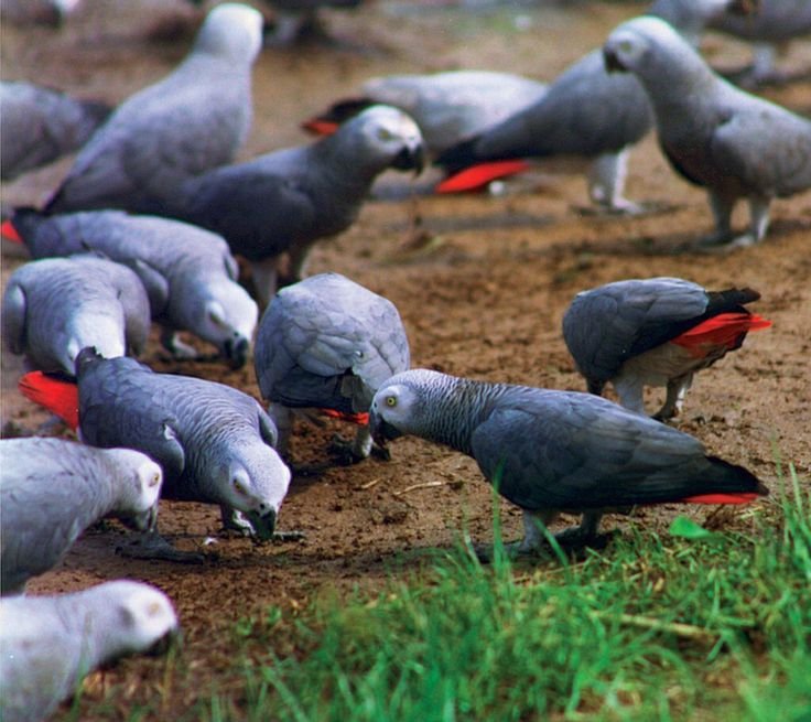 African Grey Parrots for Sale