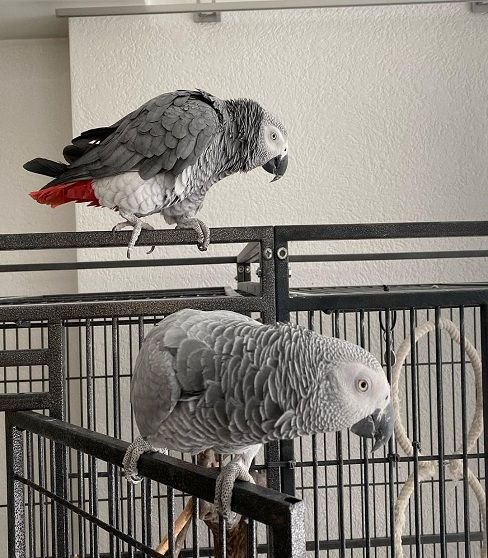 African Grey Parrots for Sale
