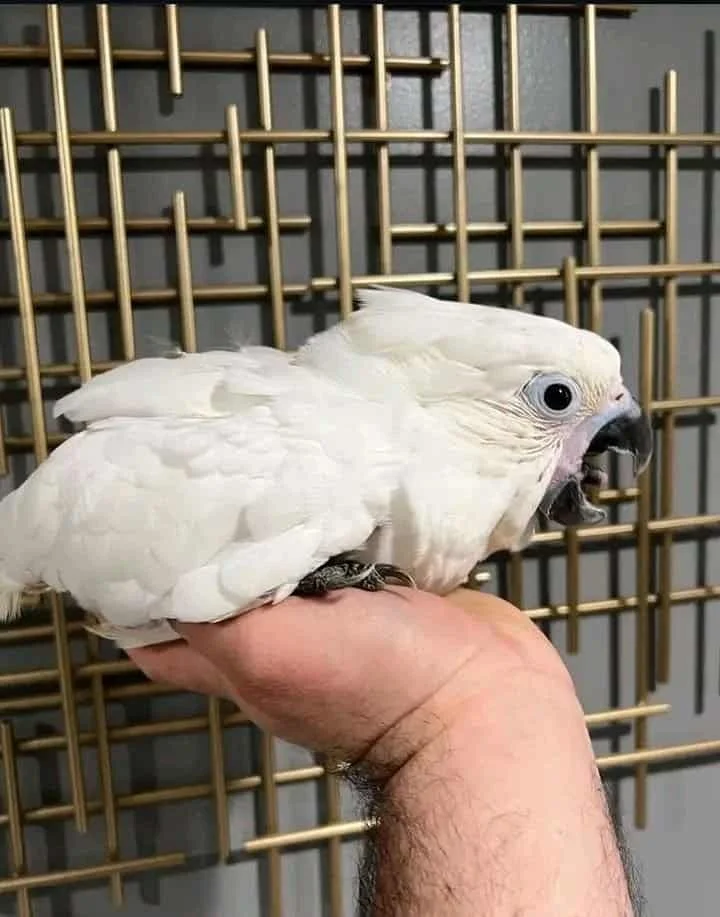 Cockatoo