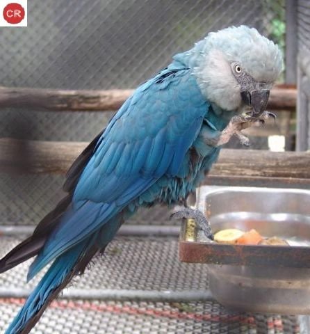 Spix’s Macaws