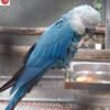 Spix’s Macaws